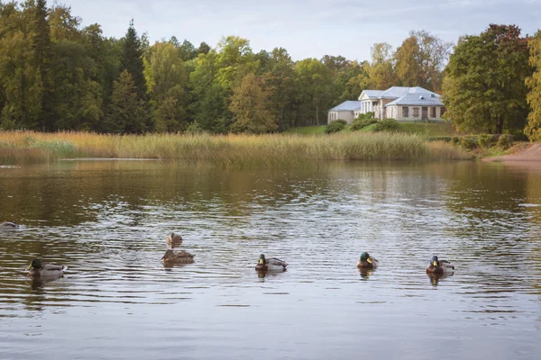 Les canards nagent dans un étang — Photo