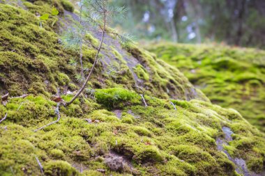 Sonbahar Monrepos peyzaj park
