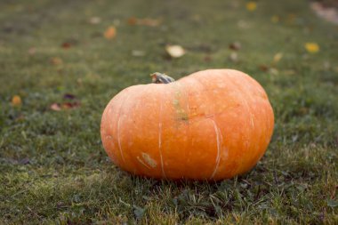 Turuncu sonbahar kabaklar