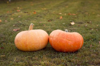 Sonbahar kabak ile akçaağaç yaprakları yeşil çimenlerin üzerinde