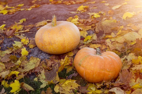 Autumn pumpkins surrounded by maple leaves Stock Picture