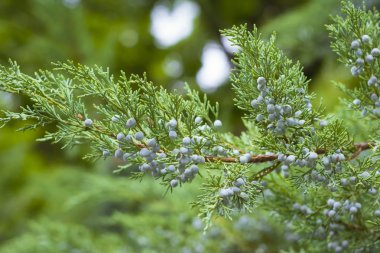 Yeşil hat-iğne yapraklı bitkiler koniler ile