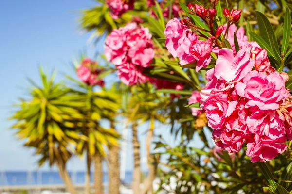 Bright pink flowers on a background of palm trees, Costa Adeje, — Stockfoto