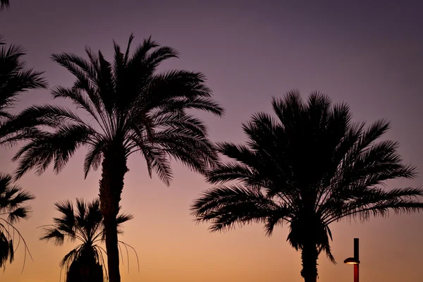 Palme, Sonnenuntergang an der Küste, Teneriffa, Kanarische Inseln, — Stockfoto