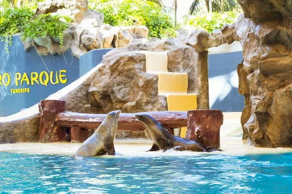Muestra focas y lobos marinos en la piscina, Loro parque, Tenerife — Foto de Stock