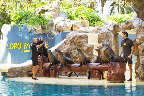 Muestra focas y lobos marinos en la piscina, Loro parque, Tenerife — Foto de Stock