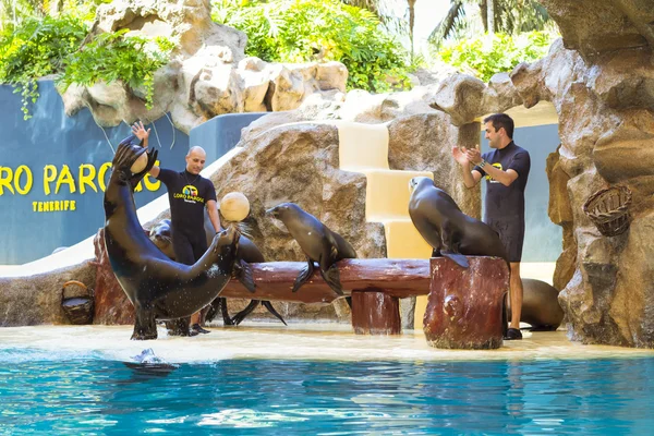 Muestra focas y lobos marinos en la piscina, Loro parque, Tenerife — Foto de Stock