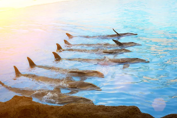 Espectáculo con delfines en la piscina, Loro parque, Tenerife —  Fotos de Stock