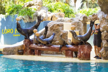 Mühürler ve deniz aslanları havuzda Loro parque, Tenerife gösterir