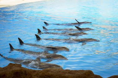 Yunuslar havuzda Loro parque, Tenerife ile göster