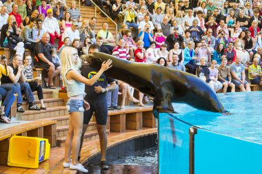 Mühürler ve deniz aslanları havuzda Loro parque, Tenerife gösterir