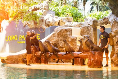 Mühürler ve deniz aslanları havuzda Loro parque, Tenerife gösterir