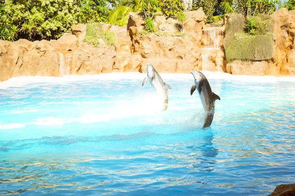 Espectáculo con delfines en la piscina, Loro parque, Tenerife — Foto de Stock