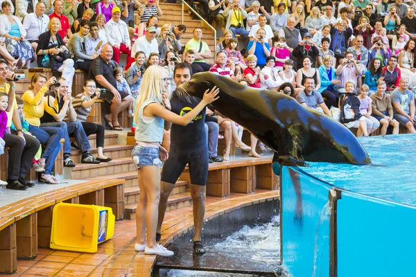 Ukazuje, tuleni a lachtani v bazénu, Loro parque, Tenerife — Stock fotografie