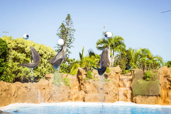 Espectáculo con delfines en la piscina, Loro parque, Tenerife — Foto de Stock