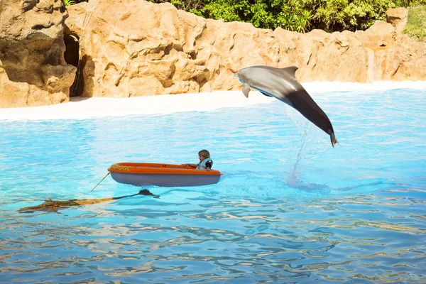 Показати з дельфінами в басейні, Loro parque, Тенеріфе — стокове фото