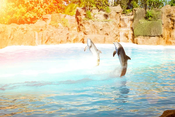 Espectáculo con delfines en la piscina, Loro parque, Tenerife — Foto de Stock