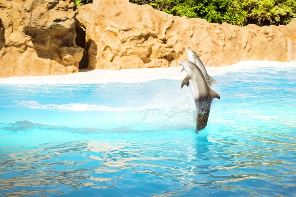 Espectáculo con delfines en la piscina, Loro parque, Tenerife —  Fotos de Stock