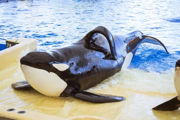 Espectáculo acuático con orcas en la piscina, Loro parque, Tenerife — Foto de Stock