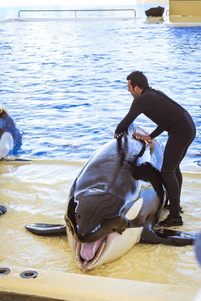 Espectáculo acuático con orcas en la piscina, Loro parque, Tenerife —  Fotos de Stock