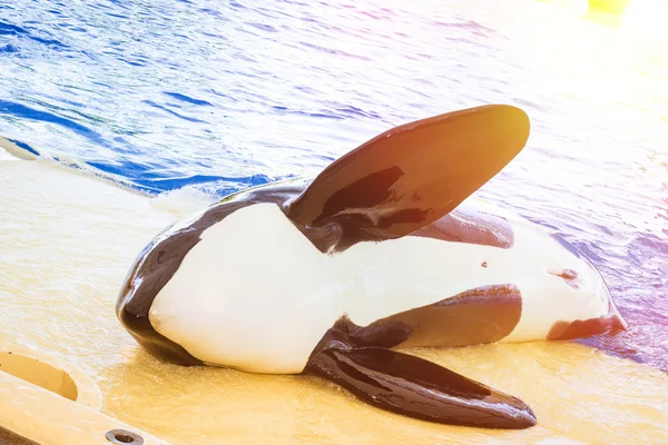 Espectáculo acuático con orcas en la piscina, Loro parque, Tenerife — Foto de Stock