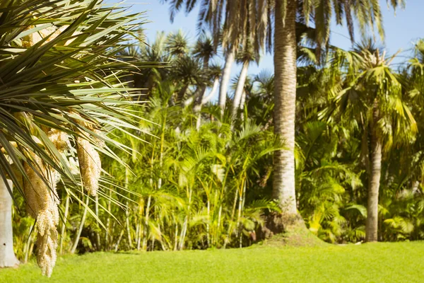 Pálmafák, egy egzotikus Park, a Loro parque, Tener háttér — Stock Fotó