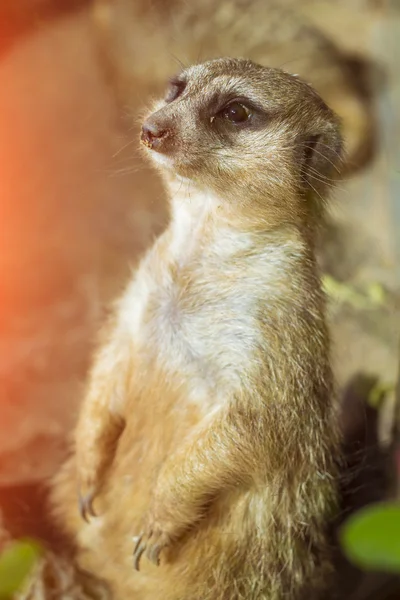 Meerkat (Surikate) standing on its hind legs in Loro parque, Ten — Stock Photo, Image