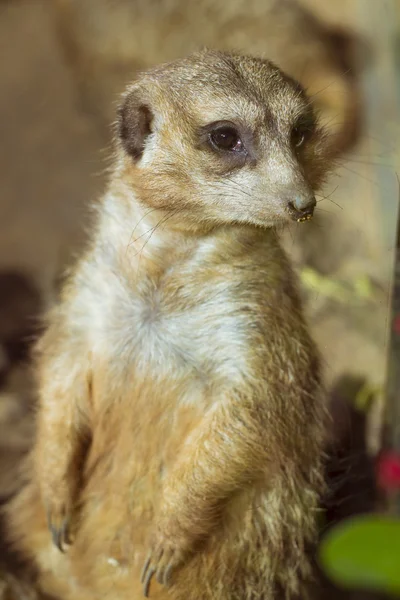 Meerkat (Surikate) em pé em suas patas traseiras em Loro parque, Ten — Fotografia de Stock