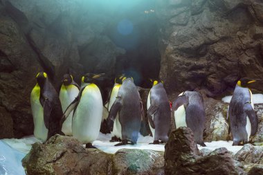 Penguenler Loro Park (Loro Parque), Tenerife yapay buzul üzerinde