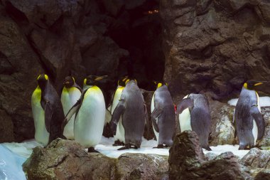 Penguenler Loro Park (Loro Parque), Tenerife yapay buzul üzerinde