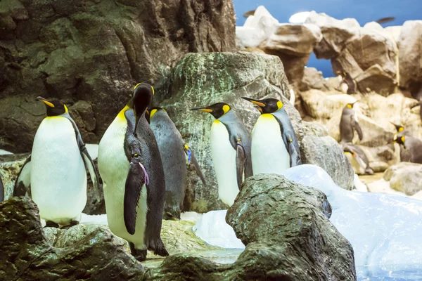Pinguine auf dem künstlichen Gletscher im loro park (loro parque), Teneriffa — Stockfoto