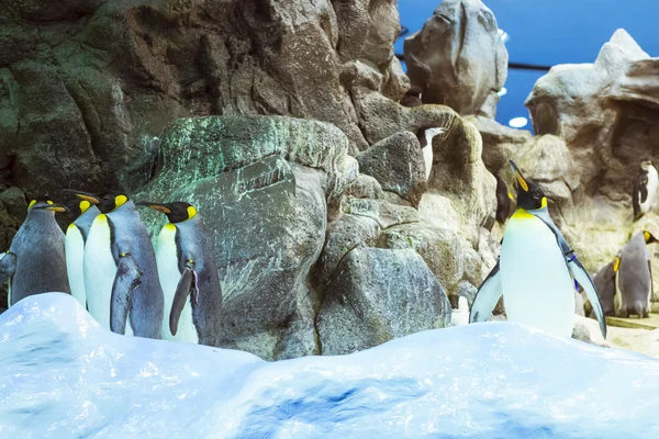 Pinguine auf dem künstlichen Gletscher im loro park (loro parque), Teneriffa — Stockfoto