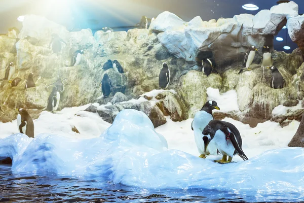 Pinguine auf dem künstlichen Gletscher im loro park (loro parque), Teneriffa — Stockfoto