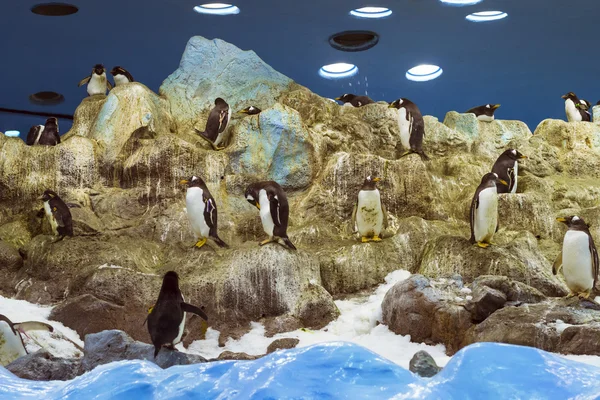 Pinguine auf dem künstlichen Gletscher im loro park (loro parque), Teneriffa — Stockfoto