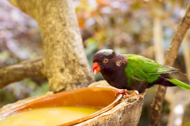 Loro Park (Loro tohumları ile kase gelen parlak papağan besleme