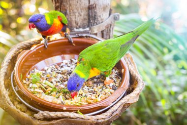 Bright parrot is feeding from bowl with seeds in Loro Park (Loro clipart