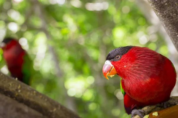 Bright parrot is feeding from bowl with seeds in Loro Park (Loro — Stock Photo, Image