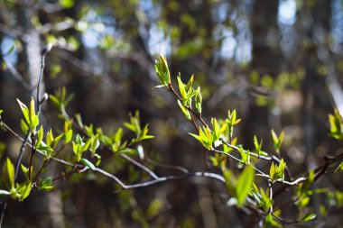 İçinde erken yaprak döken ağaçlar erken yaprakları ile sürgünler dallarda bulanık ormanın üzerinde hafif bir arka plan bahar