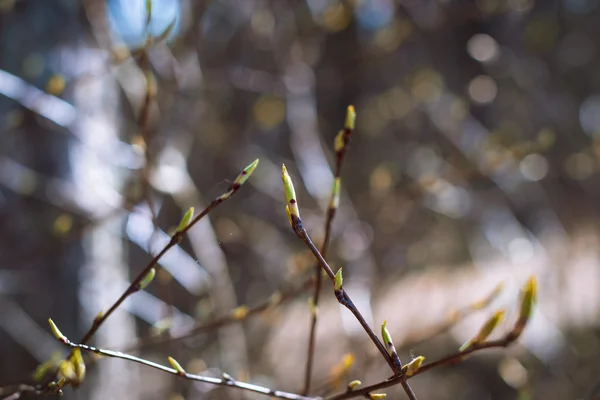 明るい背景にぼやけフォレストの枝の芽と落葉樹の枝が初春します — ストック写真