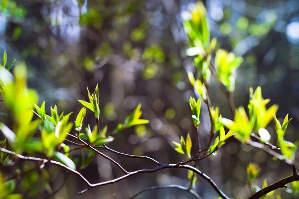 Ramo com folhas iniciais em uma floresta de fundo leve — Fotografia de Stock