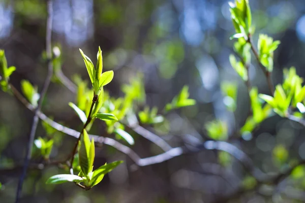 Principios Primavera Los Brotes Árboles Caducifolios Con Hojas Tempranas Ramas —  Fotos de Stock