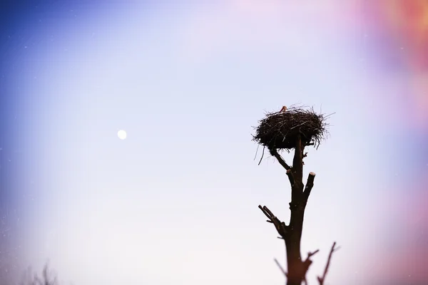 Cigüeña en el nido sobre un árbol — Foto de Stock