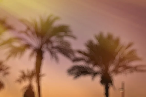 Розмитий фон з пальмовим деревом боке — стокове фото