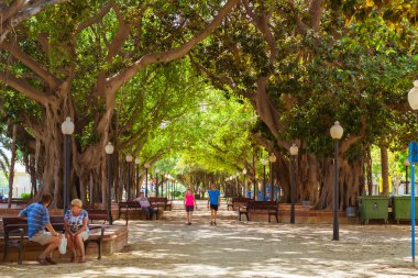 Ficus sokak Alicante, büyük ağaçlar-devler, Valencia, İspanya