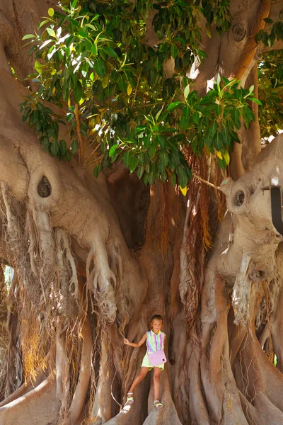 Callejón de Ficus Alicante, enormes árboles gigantes, Valencia, España — Foto de Stock