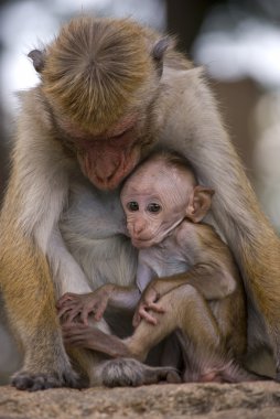 Bir yavru dişi miğfer makak beslemeleri