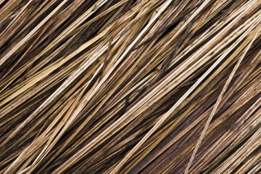 Çapraz çimen yaprakları kuru