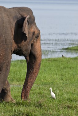 Fil ve Heron bir çayırda