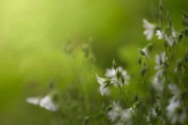Yeşillik yeşil bir çayırda açan daha büyük dikişotu çiçeklerinden oluşan narin bir yakın plan. Görüntü, güzel bir bokeh etkisi ve beyaz yaprakları aydınlatan yumuşak doğal güneş ışığıyla sığ bir alan derinliğine sahiptir. Doğa teması için mükemmel.,