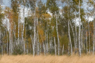Bu manzara, sonbahar geçişi sırasında altın ve yeşil yapraklı beyaz huş ağaçlarından oluşan yoğun bir koruya sahiptir. Uzun ince gövdeler rüzgarda sallanan kuru sarı çimen ön planıyla tamamlanmış yumuşak bir gökyüzüne karşı duruyor. Bu resim